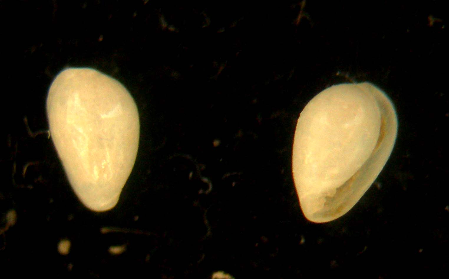 Granulina occulta